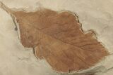 Four Orange Fossil Leaves on Rock ( species) - Montana #189032-3